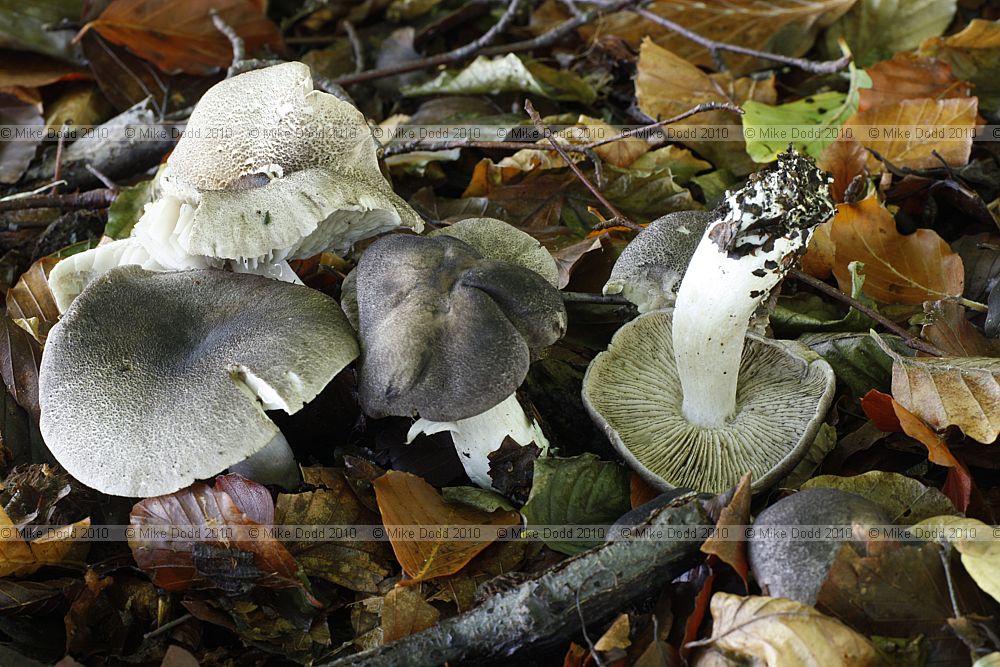 Tricholoma atrosquamosum Dark Scaled Knight