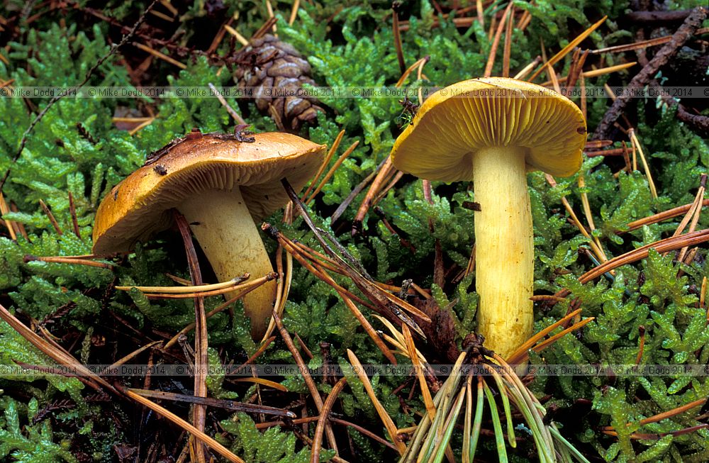 Tricholoma equestre Yellow knight