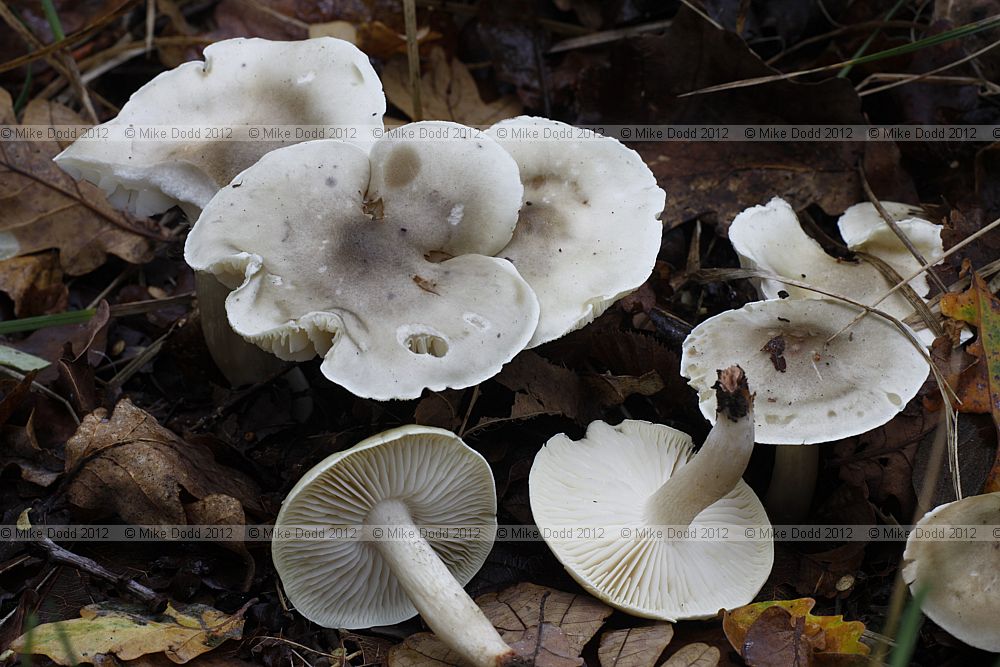 Tricholoma saponaceum var. saponaceum Soapy Knight