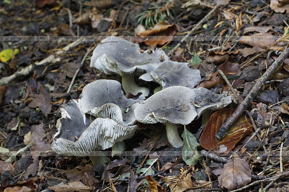 Tricholoma sciodes