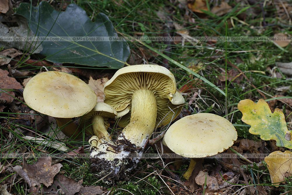 Tricholoma sulphureum Sulphur Knight