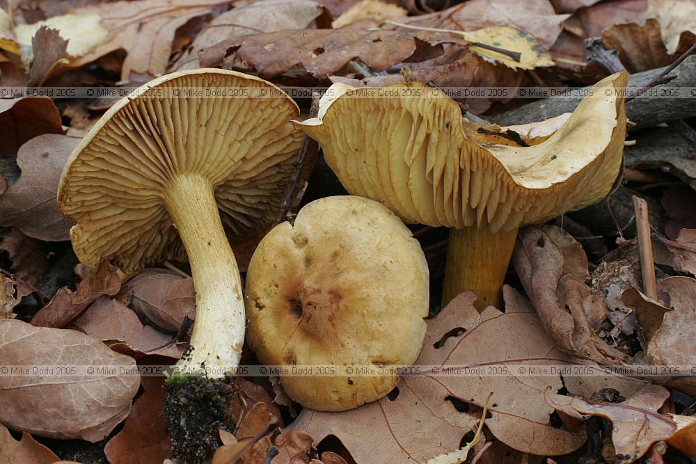 Tricholoma sulphureum Sulphur knight