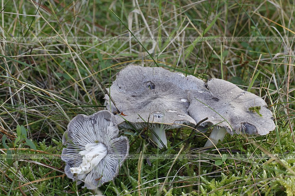 Tricholoma terreum Grey Knight