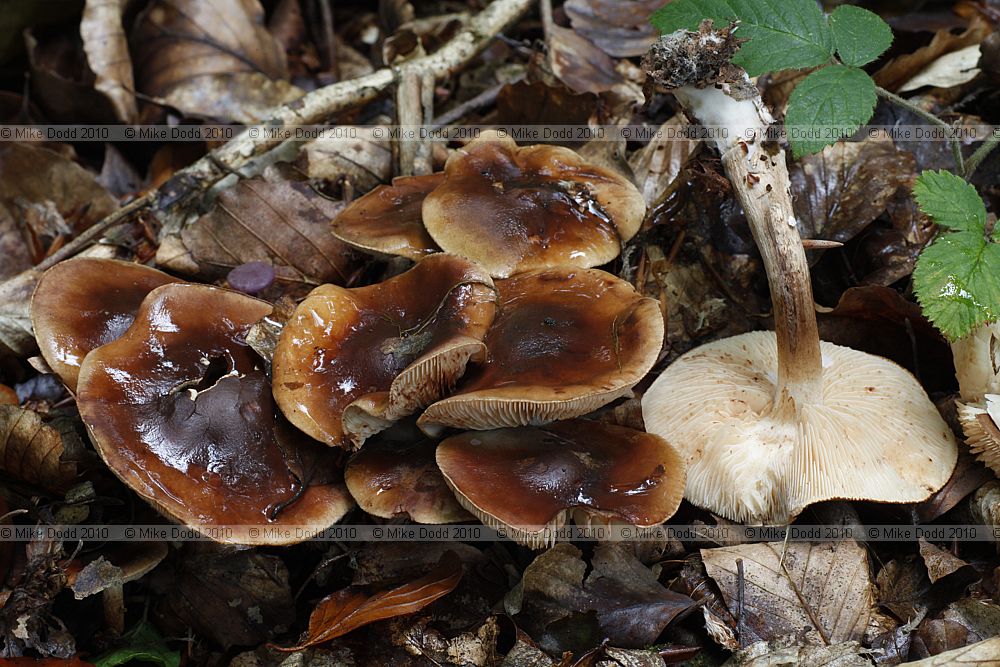 Tricholoma ustale Burnt Knight (?)