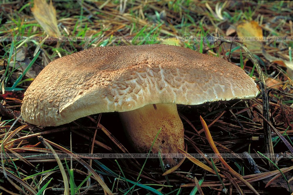 Tricholoma vaccinium Scaly knight