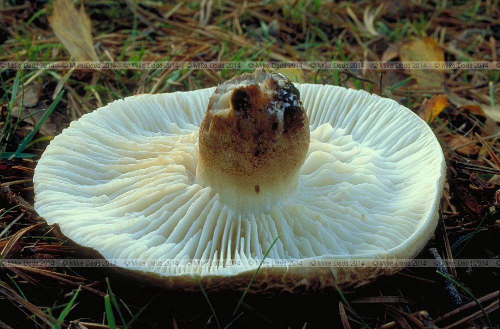 Tricholoma vaccinium Scaly knight