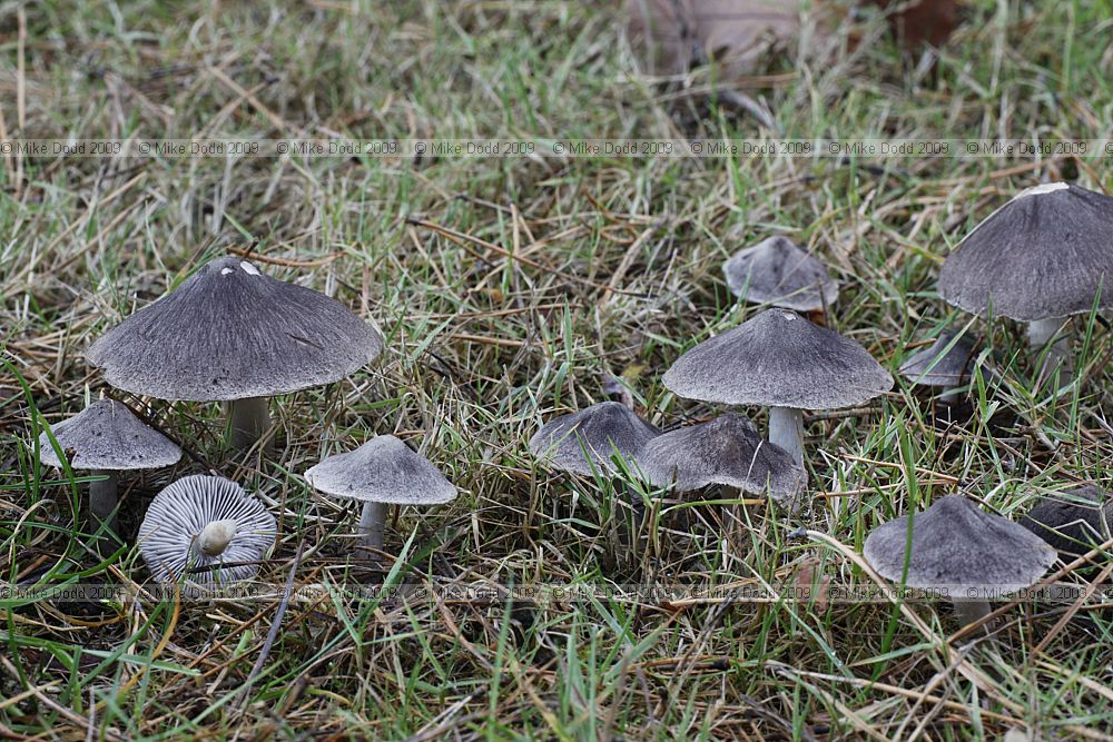 Tricholoma virgatum Ashen Knight (?)