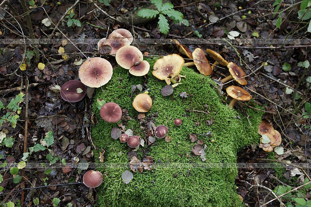 Tricholomopsis rutilans Plums and Custard