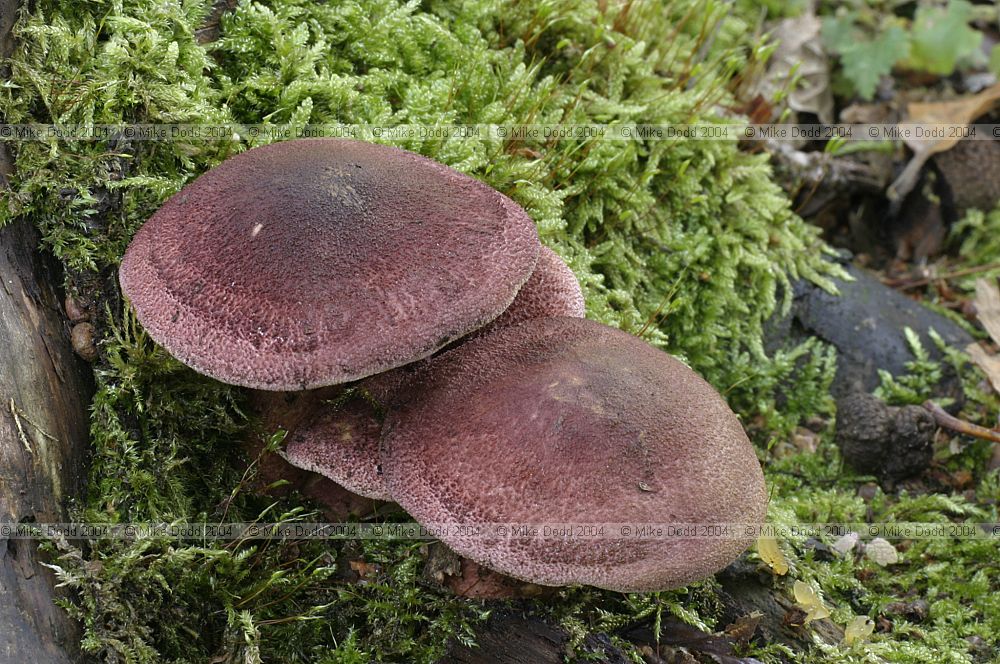 Tricholomopsis rutilans Plums and custard