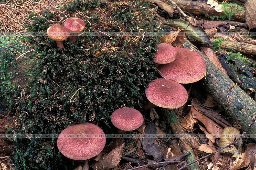Tricholomopsis rutilans Plums and custard