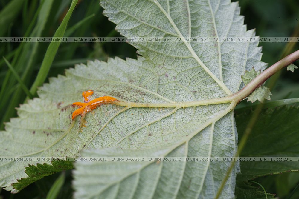 Triphragmium ulmariae meadowsweet rust