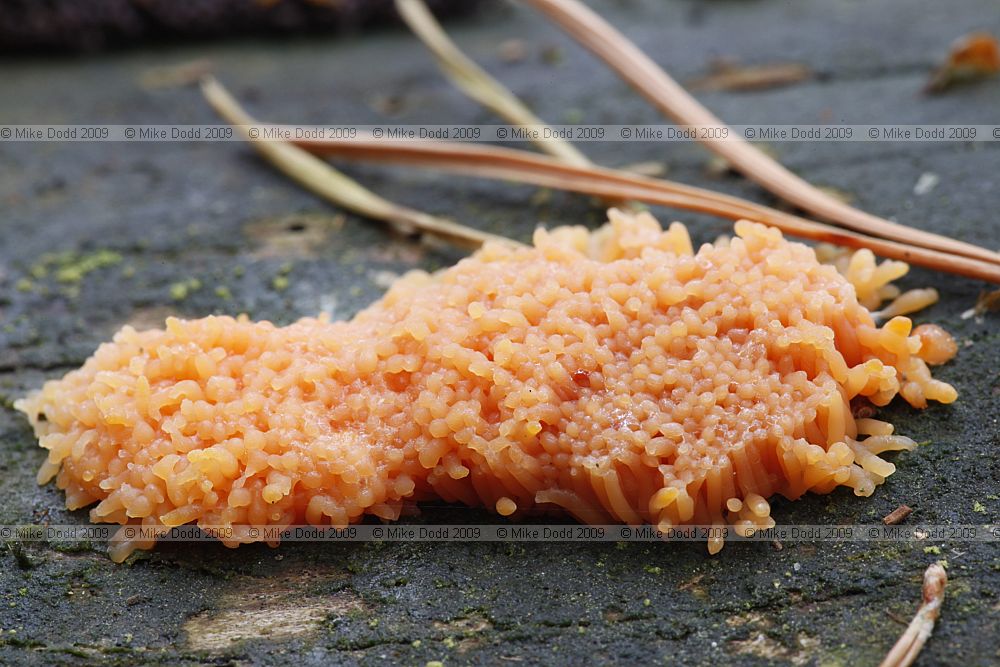 Tubulifera arachnoidea slime mould