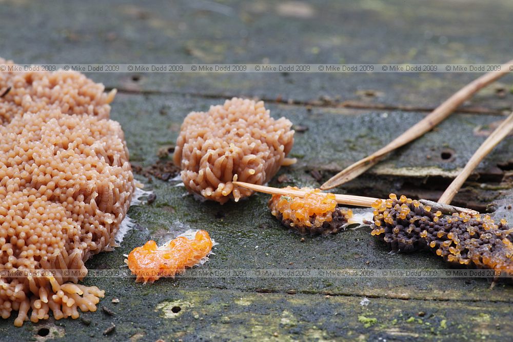 Tubulifera arachnoidea slime mould