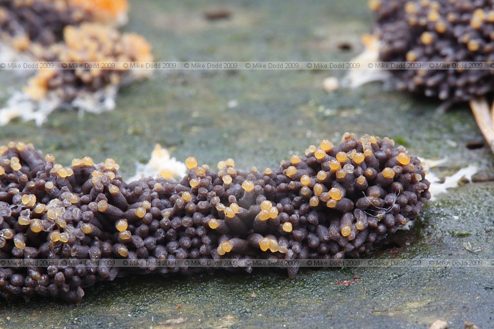 Tubulifera arachnoidea slime mould