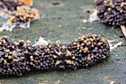 Tubulifera arachnoidea slime mould