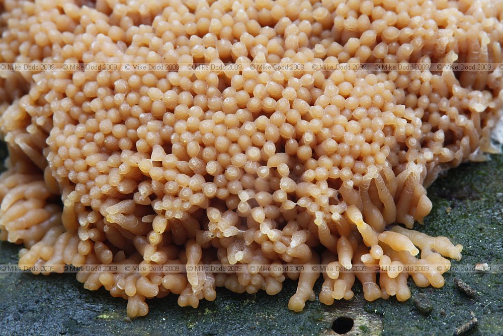 Tubulifera arachnoidea slime mould