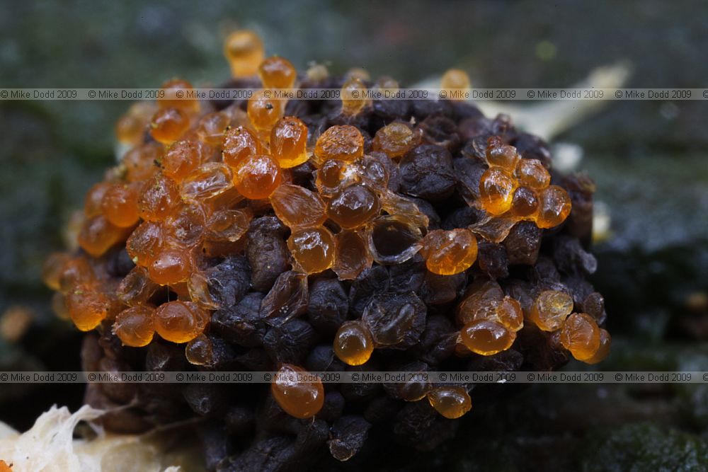 Tubulifera arachnoidea slime mould