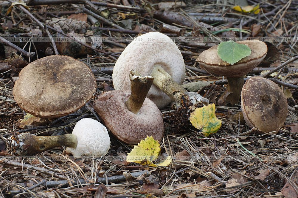 Tylopilus felleus Bitter Bolete
