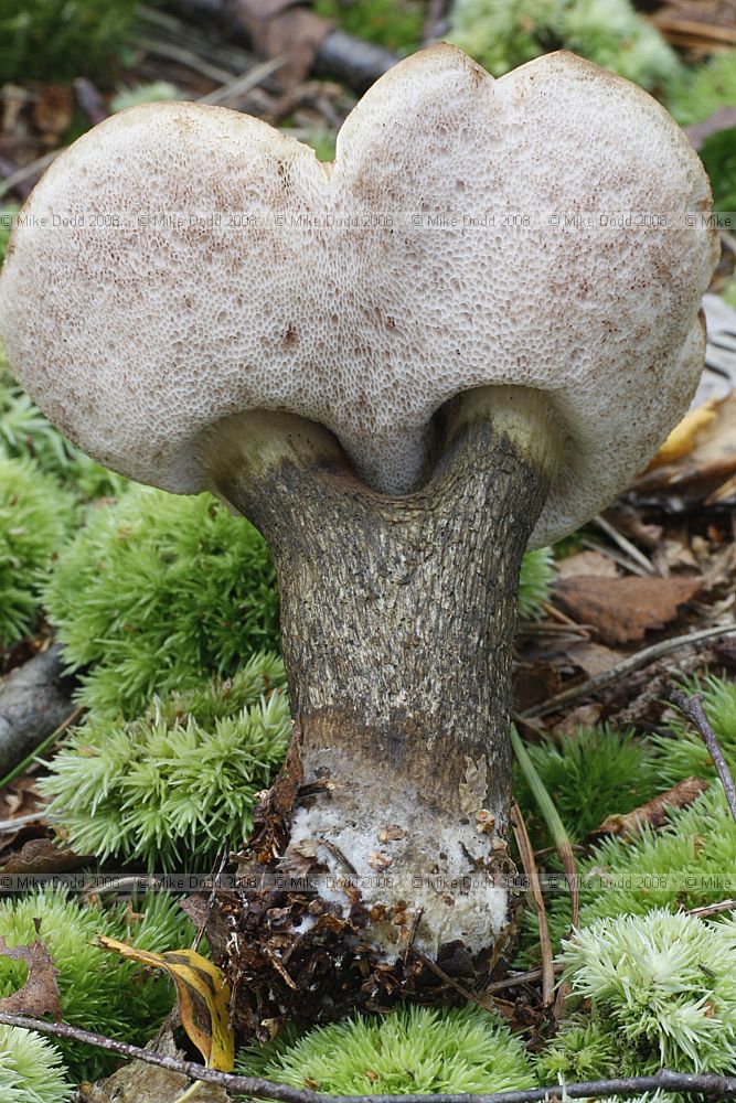 Tylopilus felleus Bitter Bolete