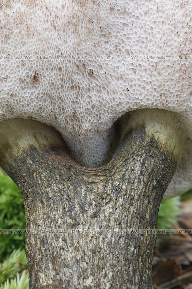 Tylopilus felleus Bitter Bolete