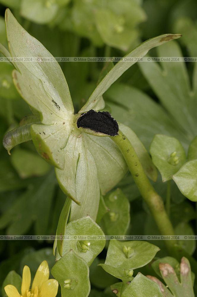 Urocystis eranthidis smut fungus on Eranthis plant