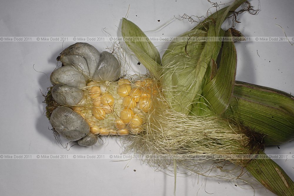 Ustilago maydis Corn smut