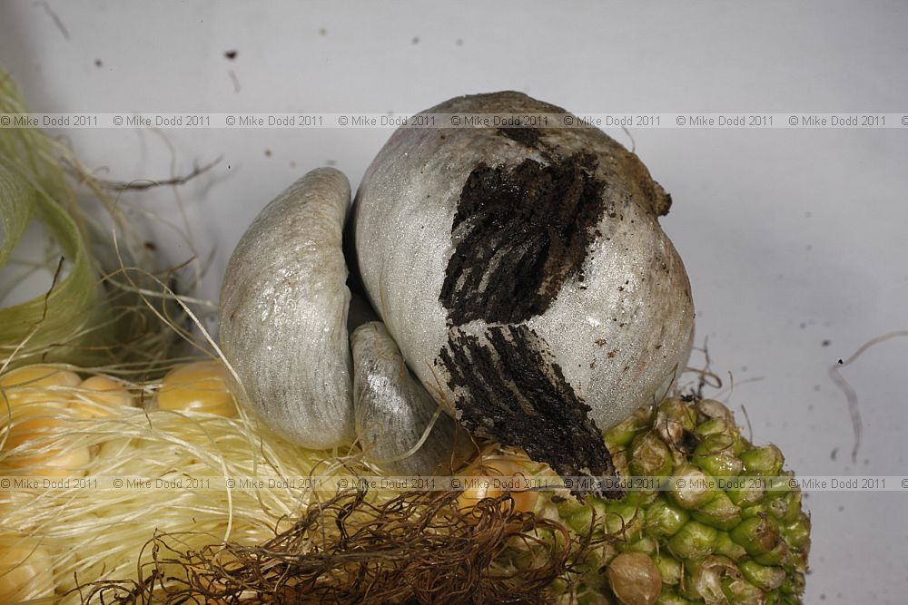 Ustilago maydis Corn smut