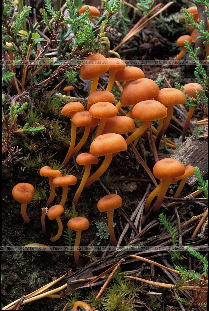 Xeromphalina campanell