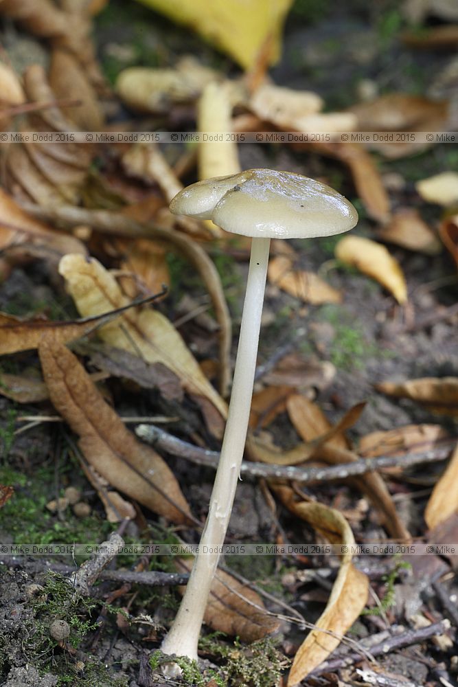 Xerula radicata Rooting shank