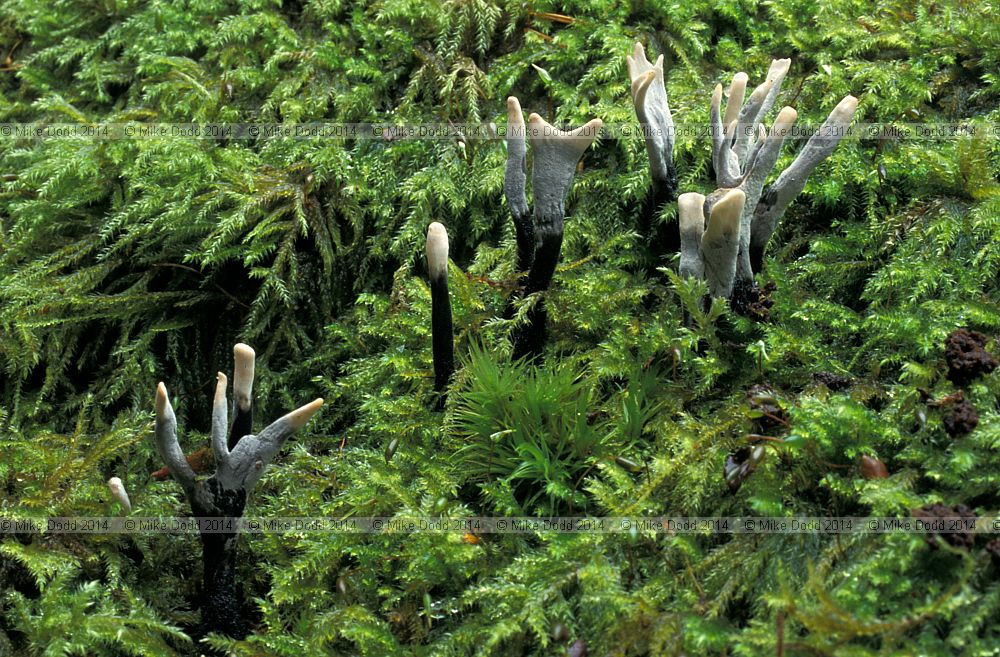 Xylaria hypoxylon Candlesnuff fungus