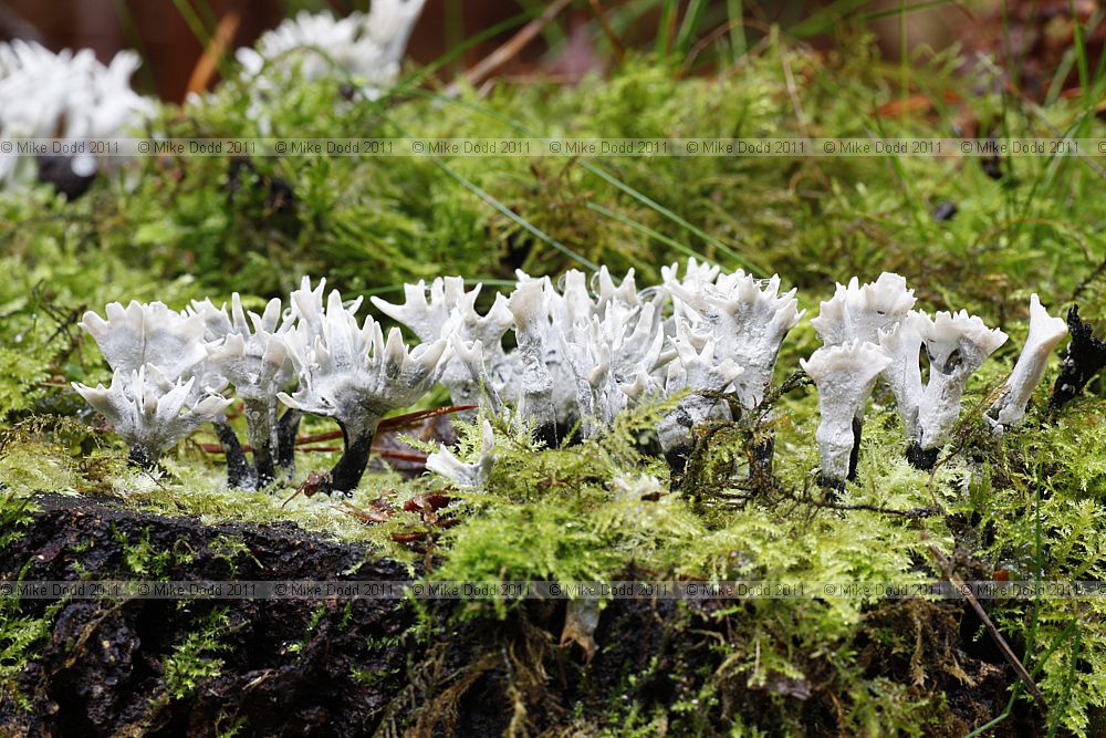 Xylaria hypoxylon Candlesnuff fungus