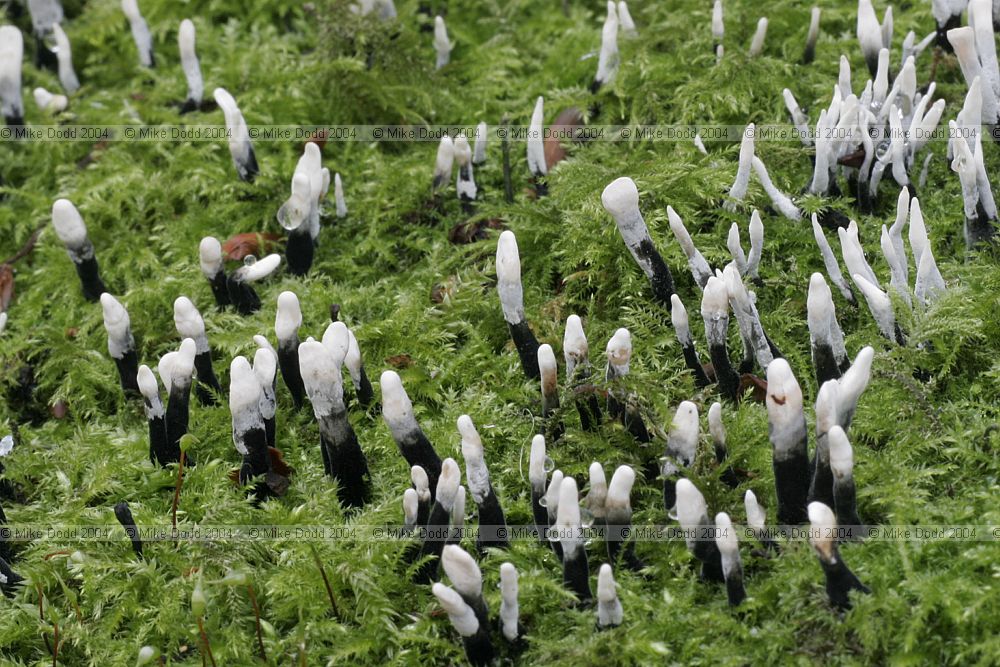 Xylaria hypoxylon Candlesnuff fungus