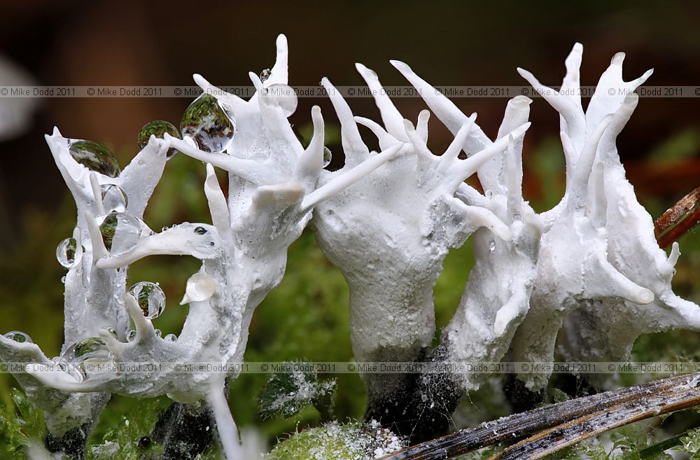 Xylaria hypoxylon Candlesnuff fungus