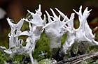 Xylaria hypoxylon Candlesnuff fungus