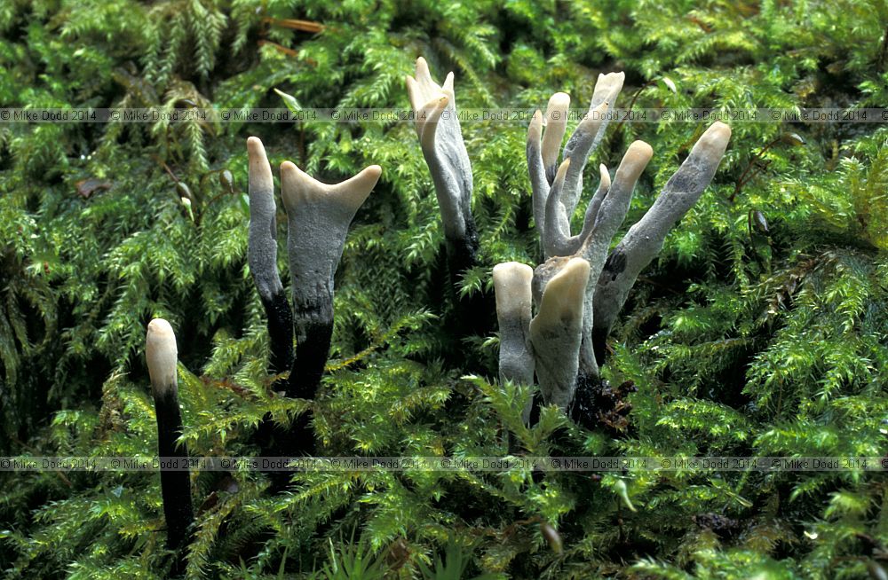 Xylaria hypoxylon Candlesnuff fungus