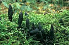 Xylaria polymorpha Dead man's fingers