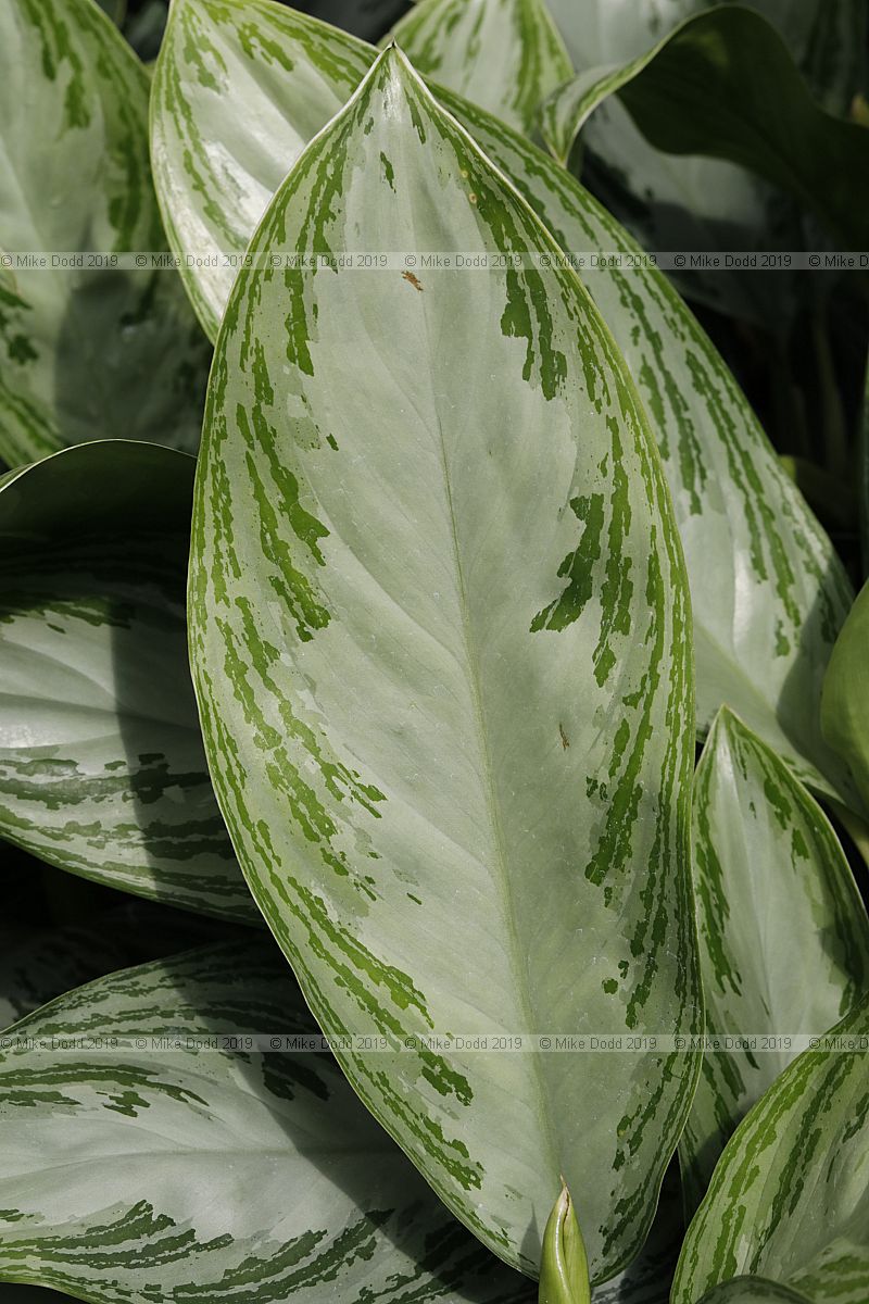 Aglaonema 'Silver Bay'