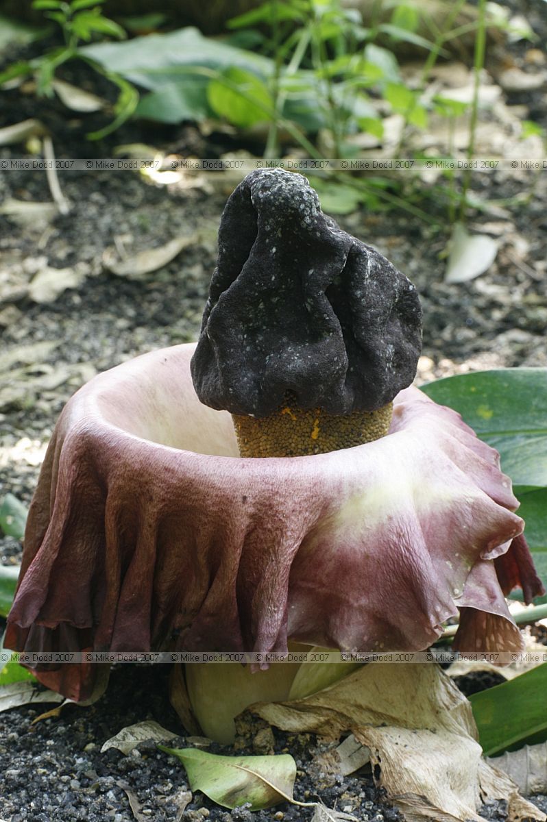 Amorphophallus