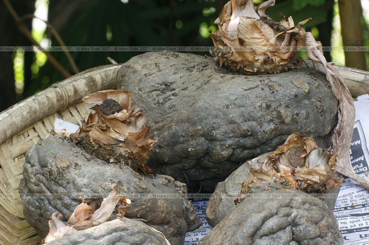 Amorphophallus konjac