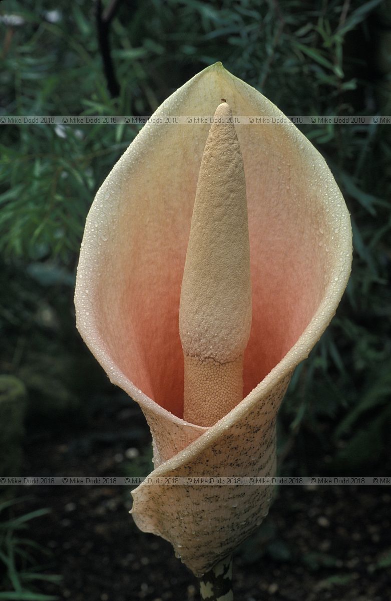 Amorphophallus konjac