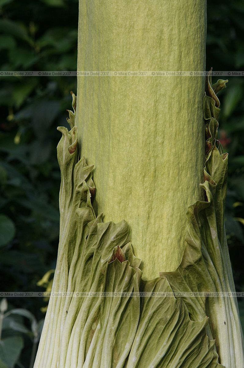 Amorphophallus titanum Titan Arum
