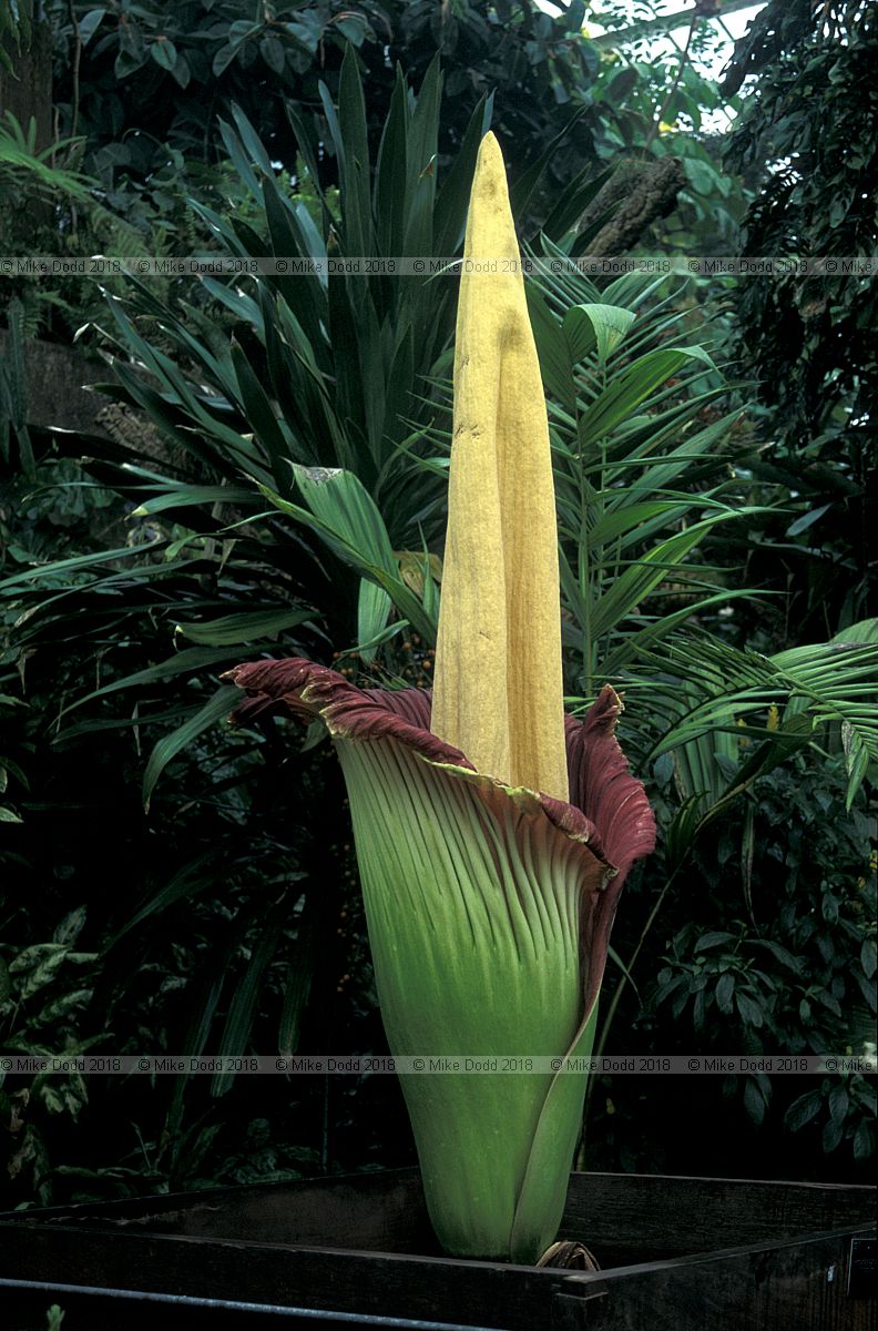 Amorphophallus titanum Titan Arum