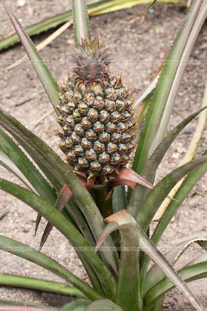 Ananas comosus Pineapple