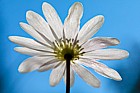 Anemone blanda White windflower