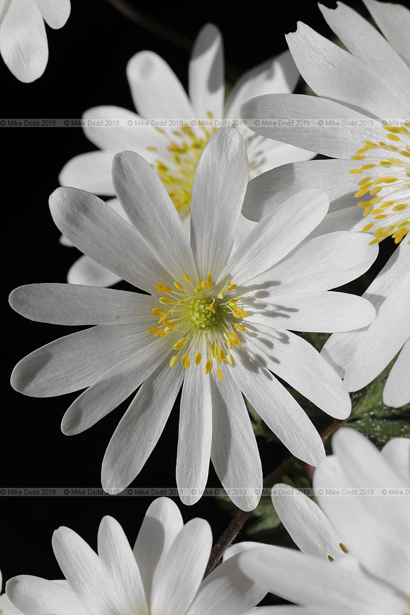Anemone blanda White windflower