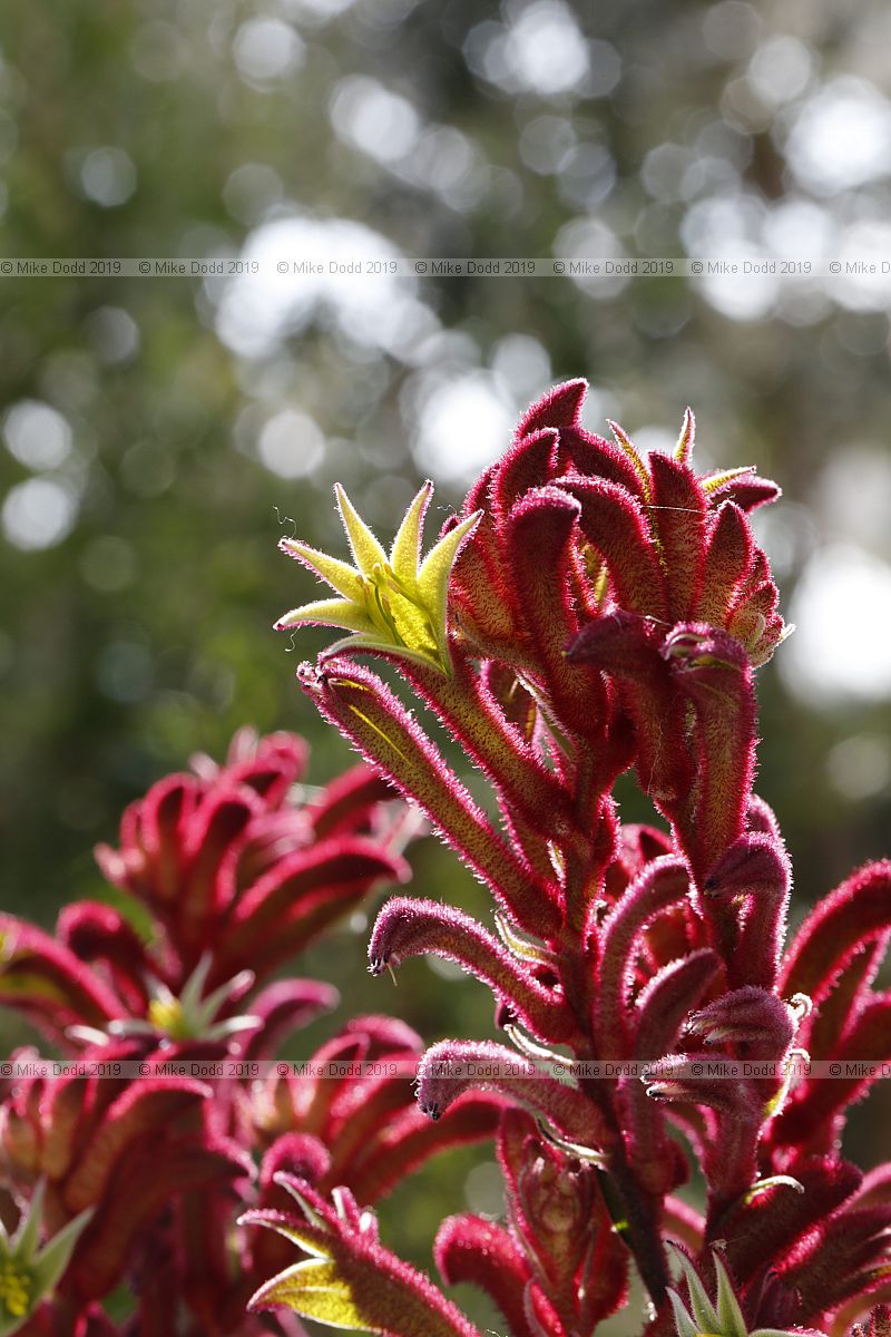 Anigozanthos flavidus x rufus hybrid