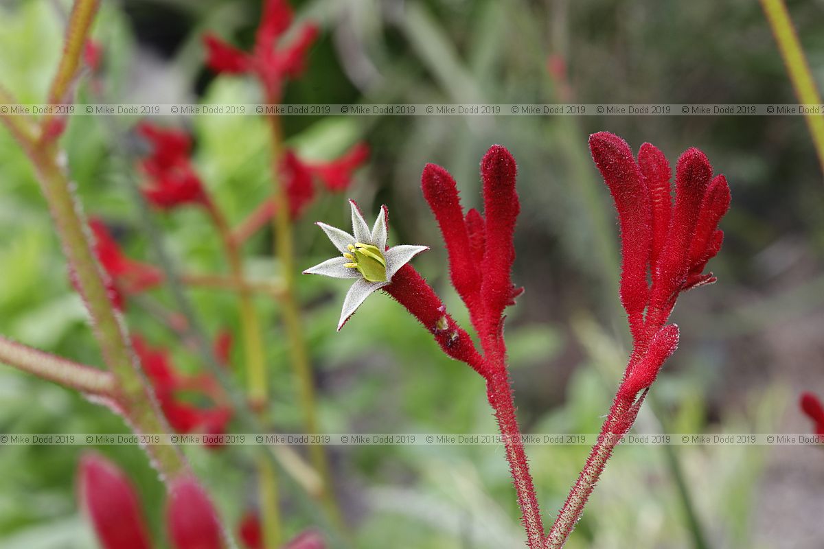 Anigozanthos 'Big Red'