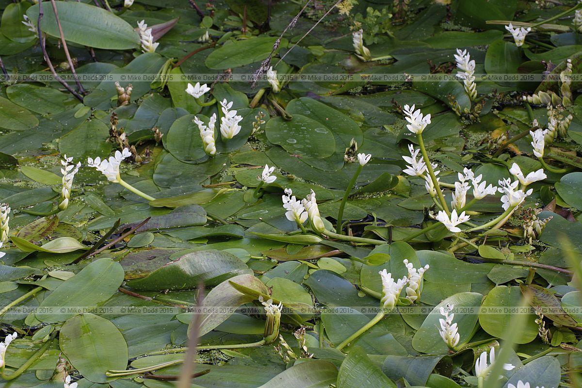 Aponogeton distachyos Cape pondweed