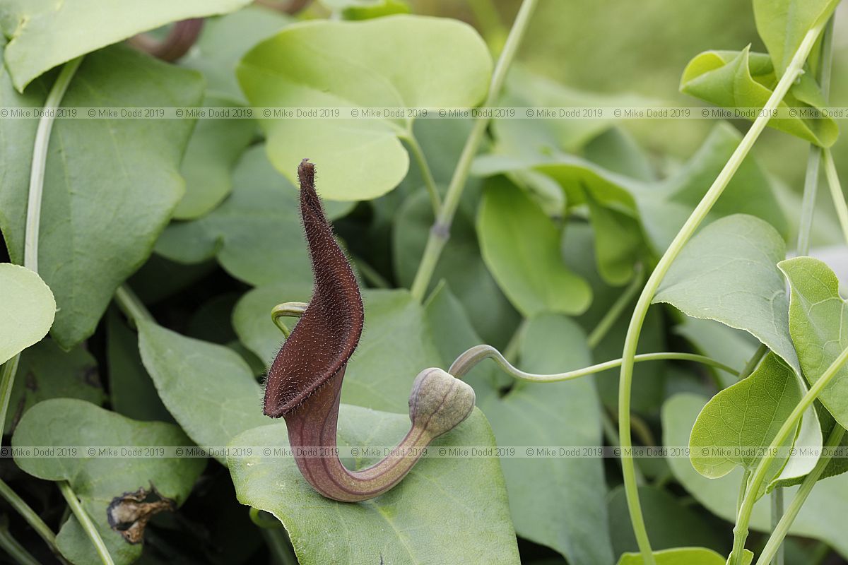 Aristolochia baetica