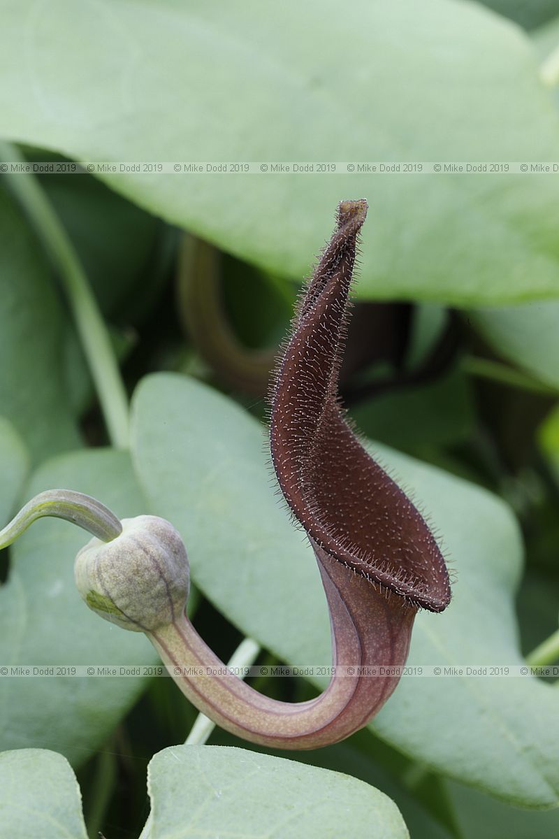 Aristolochia baetica